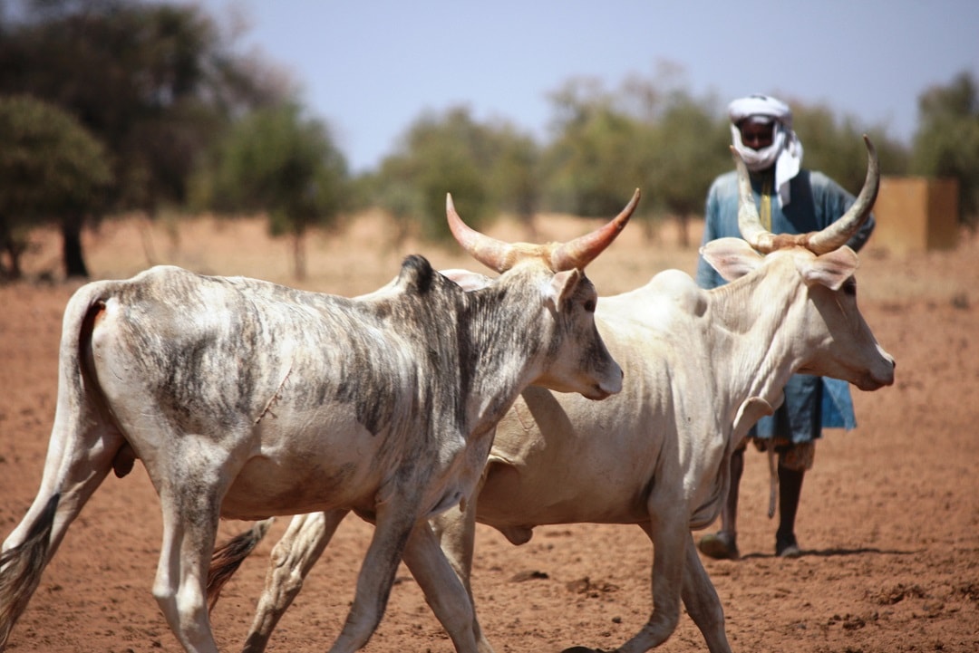 Un berger conduisant des boeufs au Sahel. Image d'illustration