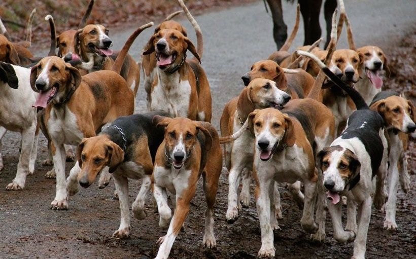 Des chiens errants. Image d'illustration
