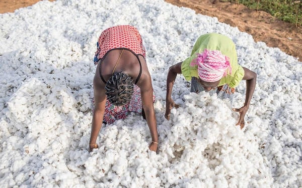 Un camion transportant des fibres de coton. Image d'illustration