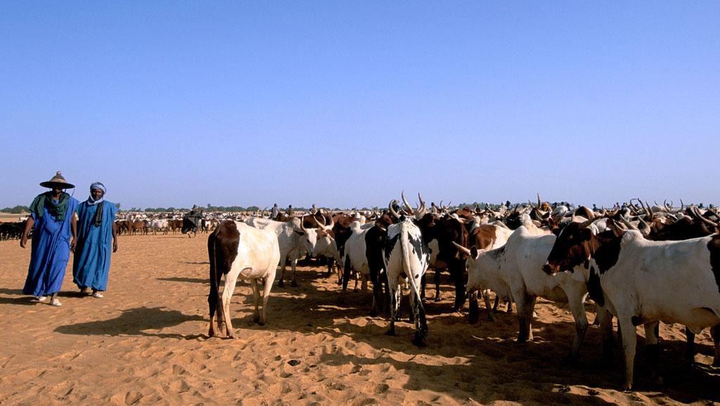 Des peulhs avec leurs bœufs. Image d'illustration
