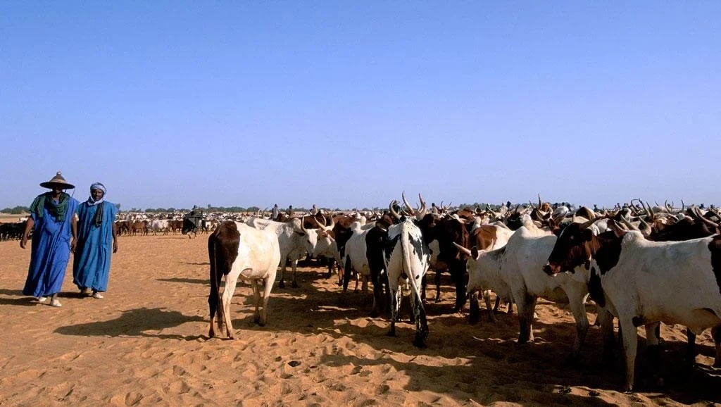 Des peuls et leurs bœufs. Image d'illustration