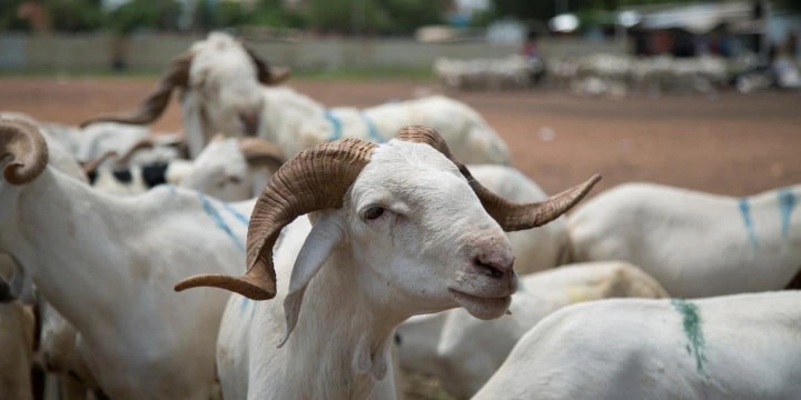 Des moutons pour la Tabaski au Bénin. Image d'illustration