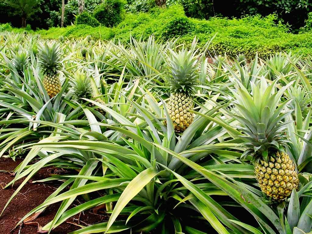 Des cultures d'ananas dans un champ. Image d'illustration