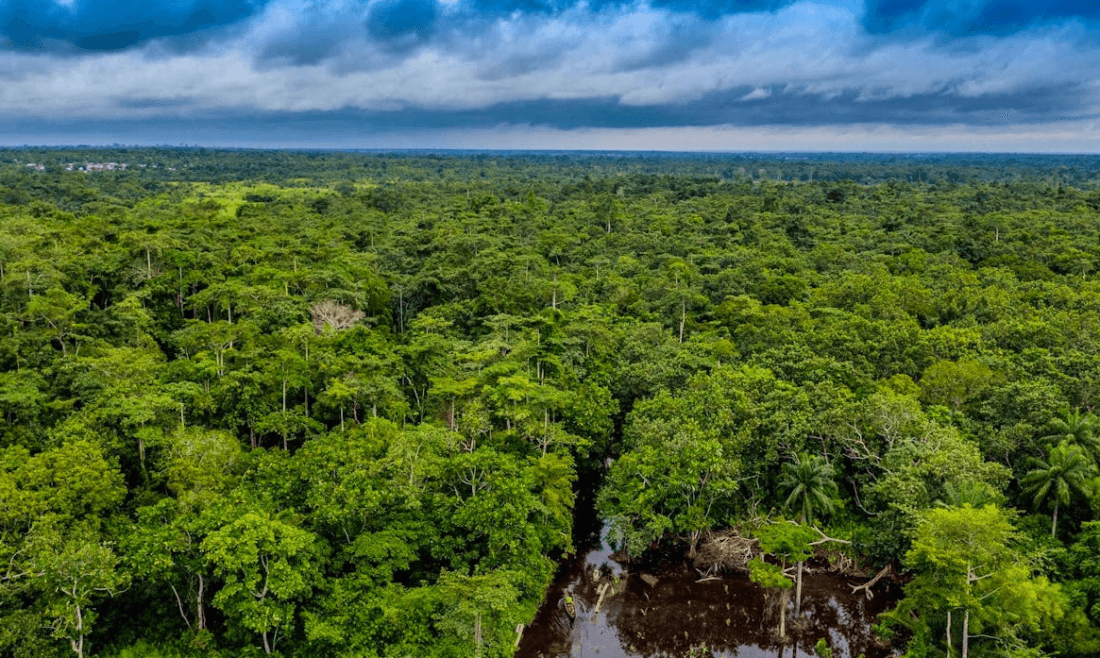 Le Bénin crée la SODEF S.A pour redynamiser la filière bois et renforcer la gestion durable des forêts