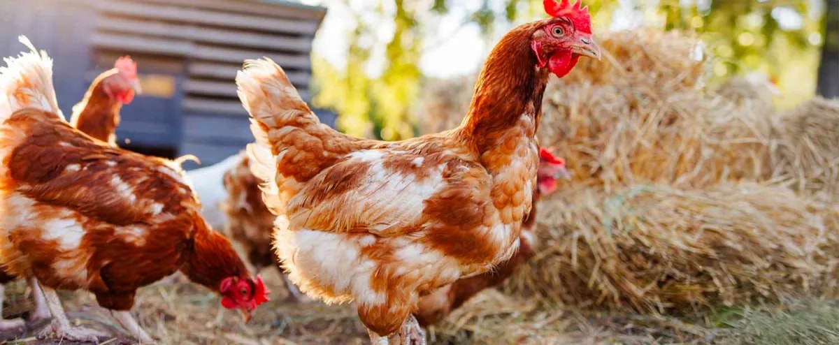Abomey-Calavi : un homme comparait devant le tribunal pour vol de poulets à Ouèdo