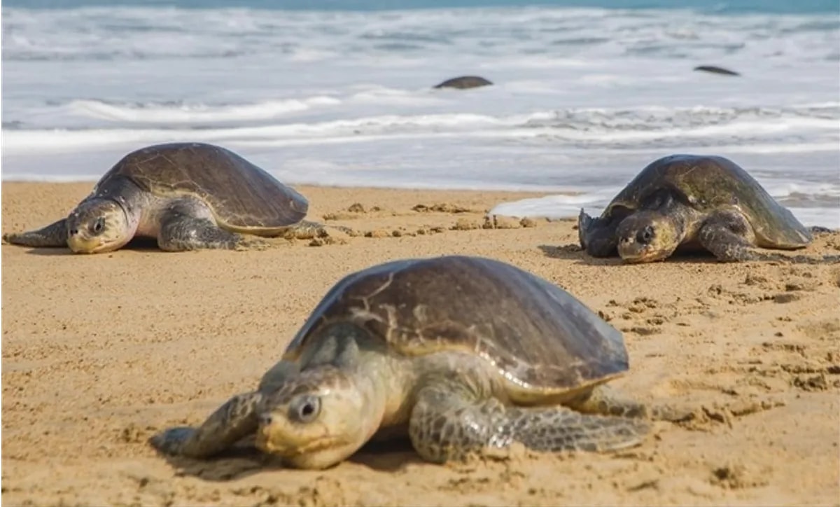 Bénin : 04 présumés braconniers de tortues marines arrêtés et écroués à Cotonou