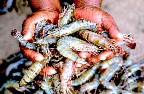 Crevettes au Bénin : une étude scientifique révèle une diversité insoupçonnée et relance l’espoir pour la filière