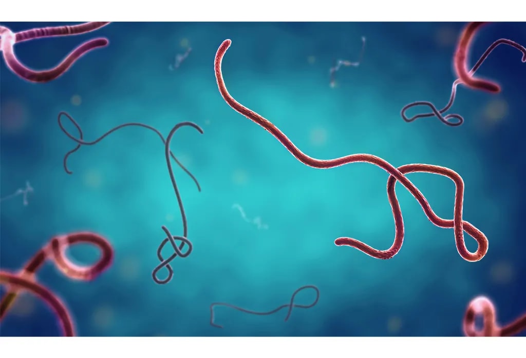 Ebola : les États-Unis renforcent les contrôles sanitaires à leurs frontières