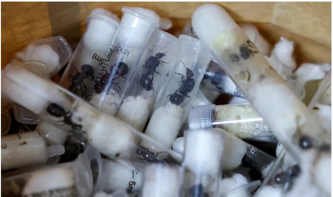 Kenya : un homme arrêté à Nairobi pour tentative d’exportation clandestine de milliers de fourmis vers la Chine