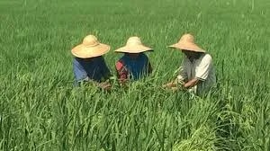 Malaisie : le gouvernement annonce des pluies artificielles face à la sécheresse des rizières