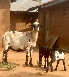 Zè : la police interpelle un apprenti maçon à Adjan pour vol de mouton