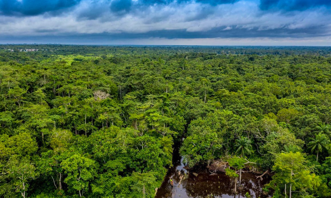 Le Bénin crée la SODEF S.A pour redynamiser la filière bois et renforcer la gestion durable des forêts