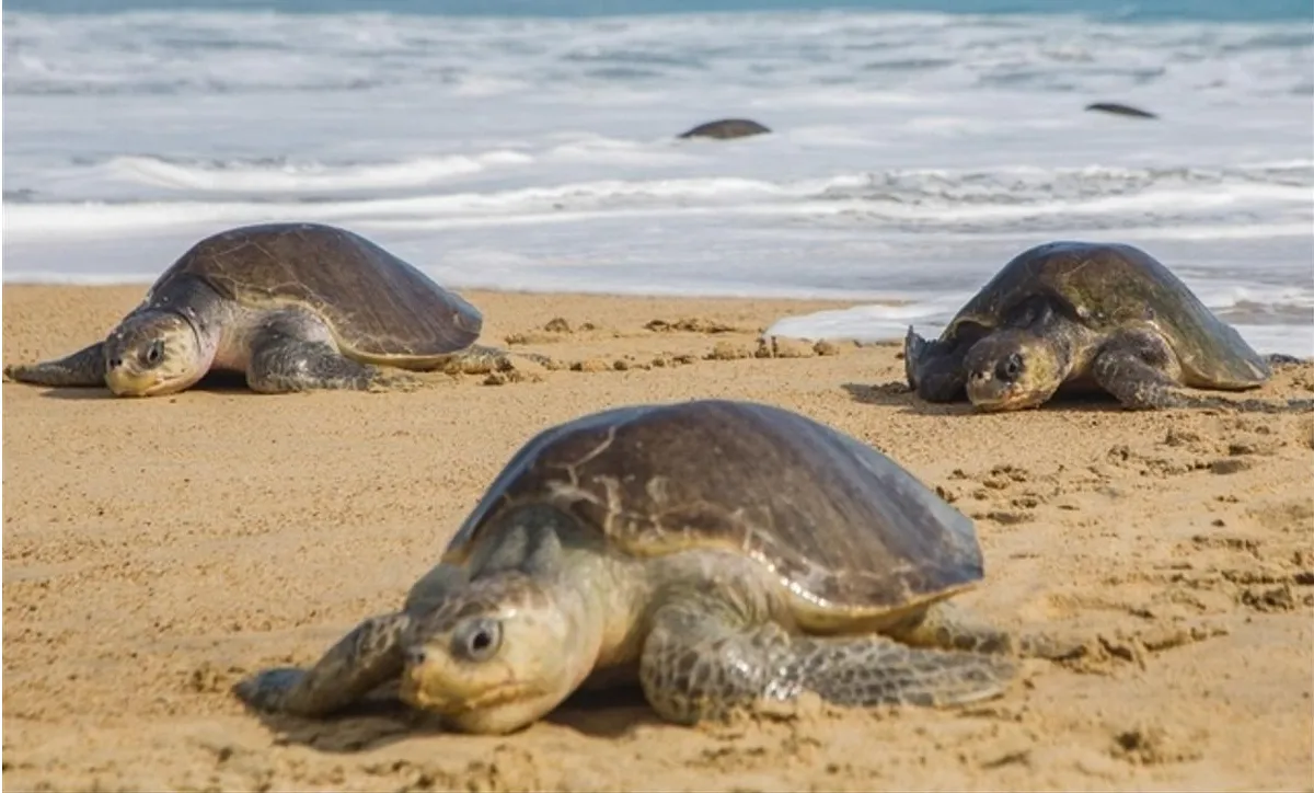 Bénin : 04 présumés braconniers de tortues marines arrêtés et écroués à Cotonou